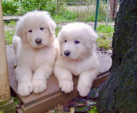 Maremma Sheepdog Puppy, Polish Sheepdog, Sheepdog Puppy, Maremma Sheepdog, Cute Animals Puppies, Dogs Breeds, Great Pyrenees, Mountain Dog, Mountain Dogs