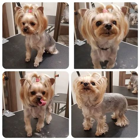 Best Yorkie Haircuts for Females (20 Pictures) - The Paws Yorkie Girl Haircut, Girl Yorkie Haircut, Yorkie Hairstyles Girl, Yorkie Cut, Yorkie Poo Haircut, Haircuts For Females, Baby Yorkies, Yorkie Puppy Haircuts, Yorkie Puppy Cut