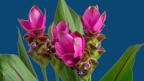 Give your beautiful curcuma plant the right winter care. Curcuma Plant, Tulip Care, Tropical Garden Plants, Pineapple Planting, Ginger Plant, Winter Care, Overwintering, Peat Moss, Free Plants