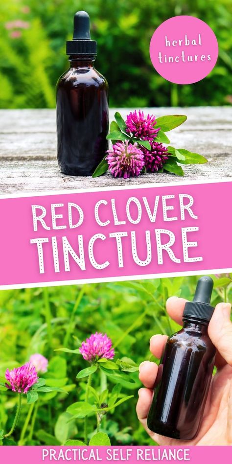 Sweet Gum Ball Tincture, Red Clover Tincture, Red Clover Benefits, Tincture Recipes, Herbalist Garden, Herbal Business, Herbal Grimoire, Medicinal Herbs Remedies, Herbs Medicine