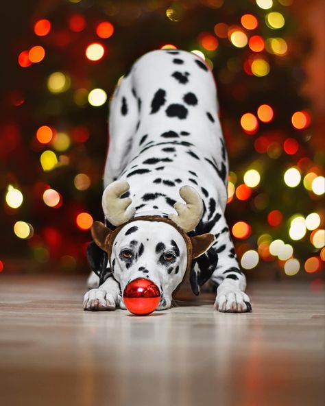 Dog Photoshoot Christmas, Dog Christmas Photoshoot, Christmas Dog Photoshoot, Dog Christmas Card Ideas, Christmas Dog Drawing, Dog Treats Christmas, Christmas Dog Photography, Dog Christmas Wreath, Holiday Pet Photos