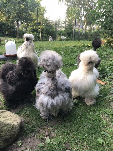 Silky Bantam Chickens, Bantam Silkie Chickens, Silkie Chicken Coop, Silkies Chickens, Silky Chickens, Silkie Chickens Coop, Chicken Silkie, Pretty Chickens, Silky Chicken