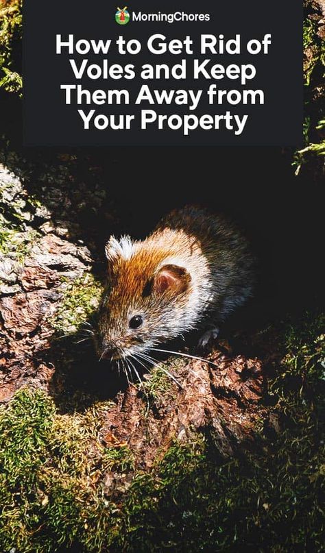 How to Get Rid of Voles and Keep Them Away from Your Property Moles In Yard, Survival Knowledge, Saucer Magnolia, Raised Gardens, Hobby Farming, Rodent Repellent, Lawn Pests, Frugal Habits, Homestead Life