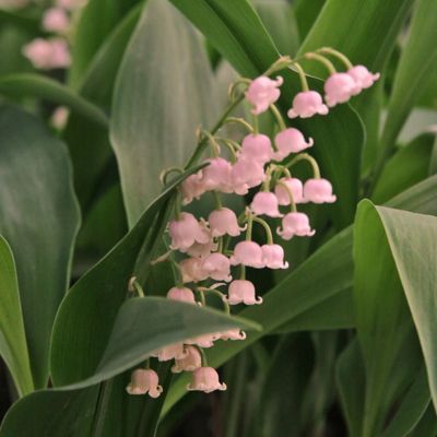 Spring Perennials, Lily Of The Valley Flowers, Valley Flowers, Aesthetic Garden, Garden Aesthetic, Nothing But Flowers, Flower Therapy, No Rain, Ideas Garden