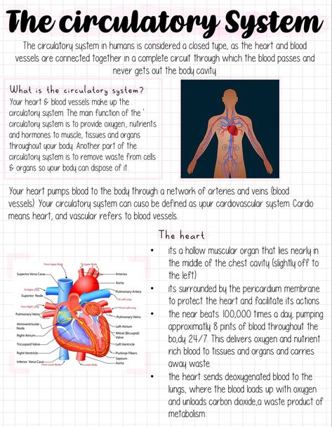 Cardiovascular Notes, Cardiovascular System Notes, Circulatory System Notes, Nursing School Studying Cheat Sheets, Medical Assistant Student, Nursing Motivation, Nursing School Essential, Medical School Life, Medicine Notes