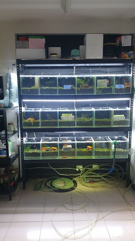 Each tank is a 30cm cube with undergravel filter and drilled over flow . Currently house 3 strains Aquarium Cafe, Guppy Breeding, Pet Advertising, Fish Store, Tank Plants, Tropical Fish Tanks, Shrimp Tank, Fish Tank Plants, Aquascaping