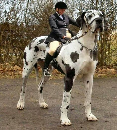 20 Huge & Cuddly Dogs That You'll Want To Adopt Immediately. – InspireMore Velcí Psi, Pet Anime, Mastiff Breeds, Cute Puppies And Kittens, Rare Dogs, Big Dog Breeds, Dog Breeds List, Huge Dogs, Giant Dogs