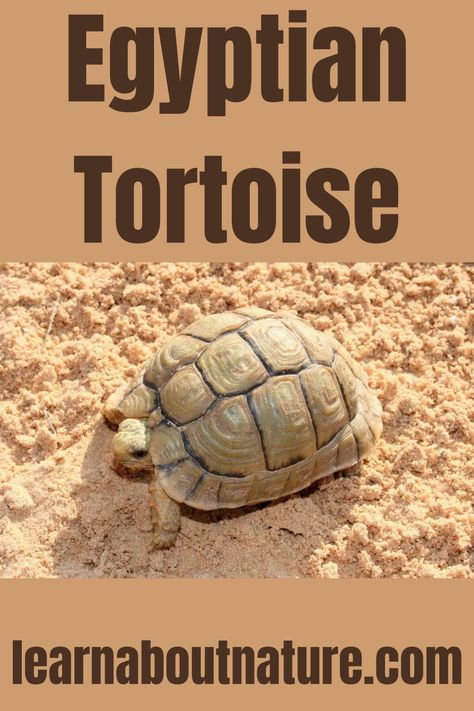 Egyptian Tortoise Egyptian Tortoise, Hermann Tortoise, Land Animals, About Nature, Endangered Species, West Africa, Reptiles, Turtles, On Earth