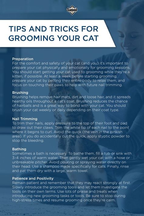 Cat Bonding Tips, Cat Hygiene, Indoor Dog Room, Cat Grooming Styles, Cat 2023, Cat Groomer, Cat Grooming Tools, Cat Tips, Nail Trimming