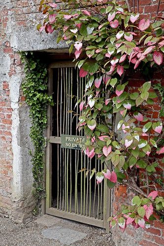 Actinidia kolomikta | Climbing deciduous shrub. | Revo | Flickr Actinidia Kolomikta, Climbing, Outdoor Structures, Plants