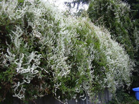 Silver Lace Vine, Arbor Trellis, Growing Vines, Small White Flowers, Starter Plants, Tall Trees, Silver Lace, Plants Flowers, Bougainvillea