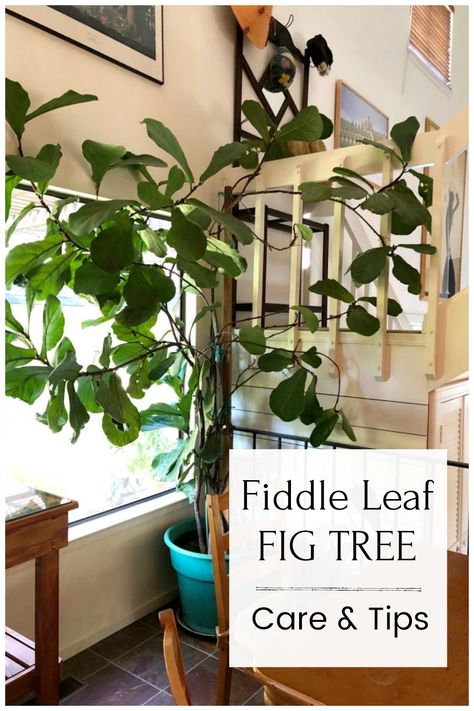 This giant fiddle leaf tree photo was taken in a California vacation home. Come    see how you can grow one for your own home. Large Fiddle Leaf Tree Living Room, Preparing Garden Beds, Gardening Basics, Indoor Gardening Supplies, Fiddle Leaf Tree, Beginner Gardening, Fiddle Fig, Fig Leaf, Fiddle Leaf Fig Tree