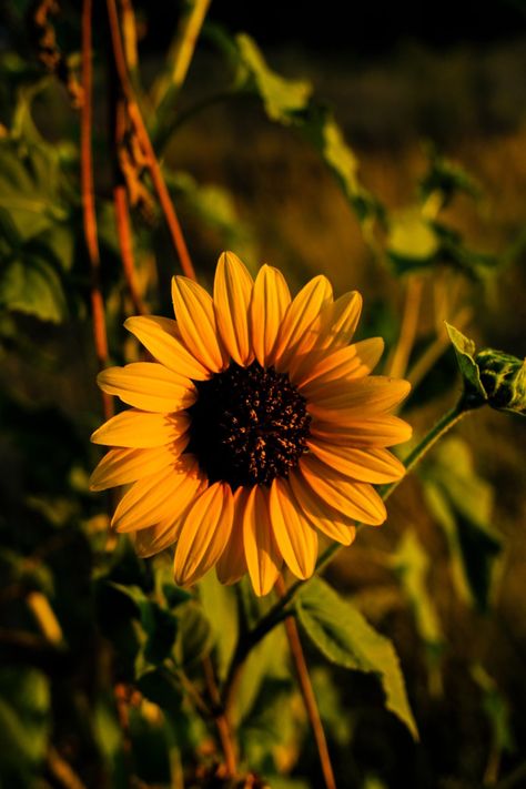 Paint Sunflower, Sunflowers Painting, Painting Sunflowers, Yellow Photography, Sunflower Photography, Art Sunflower, Sunflowers And Daisies, Sunflower Colors, Sunflower Bouquet