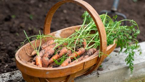 Make a Rustic Trug Basket Out of Backyard Sticks Trug Basket, Diy Backyard Oasis, Garden Trug, Storing Garden Tools, Herb Spiral, Concrete Stepping Stones, Garden Basket, Bamboo Fence, Vegetable Basket