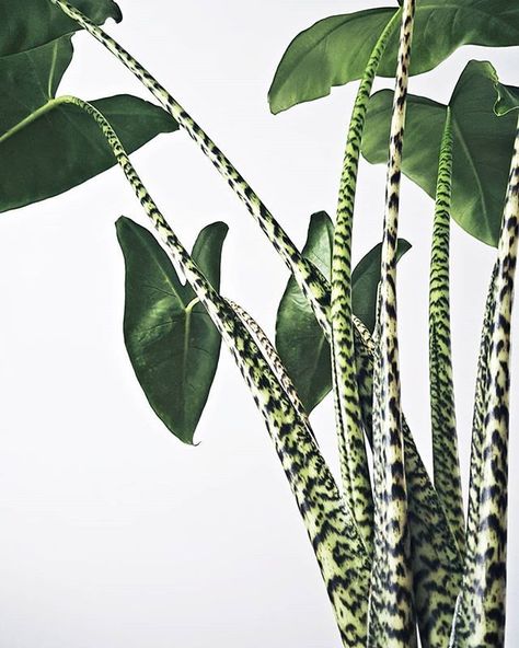 Alocasia Zebrina, Plant Goals, House Plants Decor, Wild Plants, Cactus Garden, House Plants Indoor, Pretty Plants, Foliage Plants, Tropical Plants