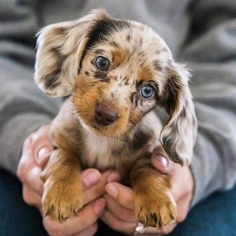 Daschund Puppies, Dapple Dachshund Puppy, Cute Dogs Images, Dachshund Puppy Miniature, Very Cute Puppies, Dapple Dachshund, Cute Animals Puppies, Dream Dog, Very Cute Dogs