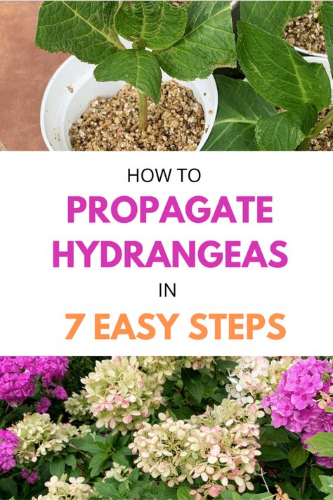 How To Propagate Hydrangeas, Privacy Planting, Hydrangea Cuttings, Grow Hydrangea, Concrete Step, Propagating Hydrangeas, Crepe Myrtles, Hydrangea Landscaping, Shade Garden Plants