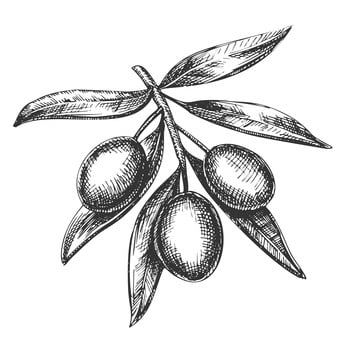 Olive Tree Branch Drawing, Olive Tree Drawing, Olive Drawing, Olive Clipart, Olive Tree Tattoo, Printable Drawings, Olive Tree Branch, Branch Drawing, Fresh Olives