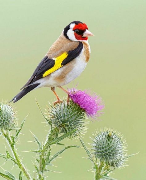 European Goldfinch, Painted Rock Animals, Bird Carving, Most Beautiful Birds, Wildlife Paintings, Wildlife Photos, Nature Birds, Goldfinch, Bird Pictures