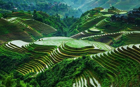 Despite possessing only basic tools, the Ifugao created an engineering marvel: a vast network of rice terraces sustained by an elaborate irrigation system. According to reports, the terraces—which resemble steps carved into the mountainside—cover some 4,000 square miles (10,360 square km), and their total length is estimated at approximately 12,500 miles (20,100 km), roughly half the Earth’s circumference Banaue Rice Terraces, Banaue, Rice Paddy, Instagram Locations, Rice Terraces, Guilin, Most Beautiful Cities, Natural Scenery, Hangzhou