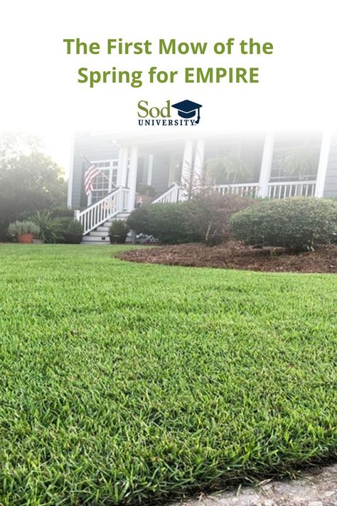 One of the most important guidelines for maintaining healthy EMPIRE® Zoysia grass lawns is proper mowing. Sod Solutions recommends managing EMPIRE at a height between 1–2 inches. This height will vary depending on the kind of mower you have, how often you mow and the look and feel you prefer. ✂️ 🌱 Regardless of the height you regularly maintain your EMPIRE at, the first mow of the spring is essential in getting things off on the right foot. Zoysia Grass, Lawn And Garden, Lawn Care, In The Heights, Lawn, The One, How To Look Better, The First, University