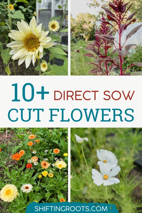 Seed Flower Garden, Ohio Flower Garden, Direct Sow Flowers, Self Seeding Flowers, Flower Farming For Beginners, Easiest Cut Flowers To Grow, Cut And Come Again Flowers, Starting Flowers From Seeds, Planting Flowers From Seeds