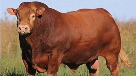 Limousin Limousin Cattle, Limousin Bull, Cattle Business, Casta Fierce, Livestock Animals, Big Bull, Buffalo Bulls, Bull Art, Bull Cow