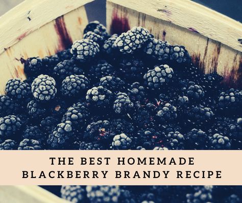 Fruit Brandy Recipes, Homemade Brandy, Blackberry Brandy Recipe, Blackberry Brandy, Homemade Blackberry Brandy, Blackberry Moonshine Recipe, Blackberry Liquor, Moonshine Recipes Homemade, Blackberry Liqueur Recipes