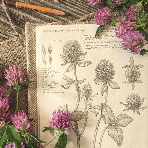 My botanical collection has a new addition – Red Clover (Trifolium pratense). 🌸✨ This beautiful plant, with its vibrant pinkish-red flowers, is not only a delight to the eyes but also holds significant medicinal value. Red Clover is known for its health benefits, traditionally used to support respiratory and skin health. It thrives in meadows and fields, adding a splash of color and attracting pollinators like bees. 🐝🌿 Nature's beauty and wisdom continue to inspire! 🌼💚 #RedClover #Trifol... Botanical Sketchbook, Nature Sketch, Red Clover, Botanical Collection, Nature Drawing, Scientific Illustration, Botanical Drawings, Nature Journal, Nature Themed