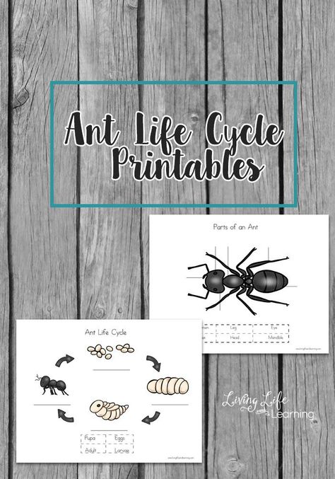 Get to know the different life stages of ants with these cute ant life cycle worksheets. How many parts of an ant can you find? Parts Of An Ant, Homeschooling Subjects, Ant Unit Study, Life Worksheets, Ant Life Cycle, Ants Activities, Insect Unit, Insect Activities, Printables For Kids