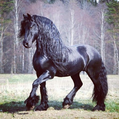 Horse Dressage, Black Horses, Most Beautiful Horses, Friesian Horse, Majestic Horse, All The Pretty Horses, Horse Crazy, Clydesdale, Draft Horses