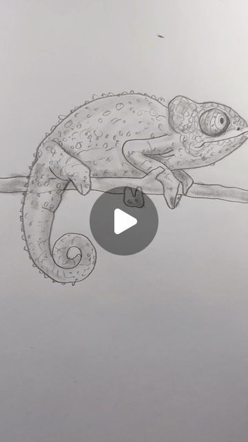 Chameleon Drawing, Chameleon Art, Drawing Lesson, Easy Drawing, Drawing Lessons, Drawing Sketches, Easy Drawings, To Draw, Drawings