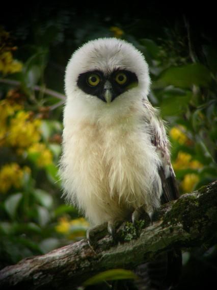 baby spectacled owl by Erik Toorman in June 2007 at the university complex in Paramaribo Owl Drawing, Awesome Owls, Black Owl, Owl Photos, Owl Pictures, Beautiful Owl, Reference Pictures, Owl Bird, All Birds