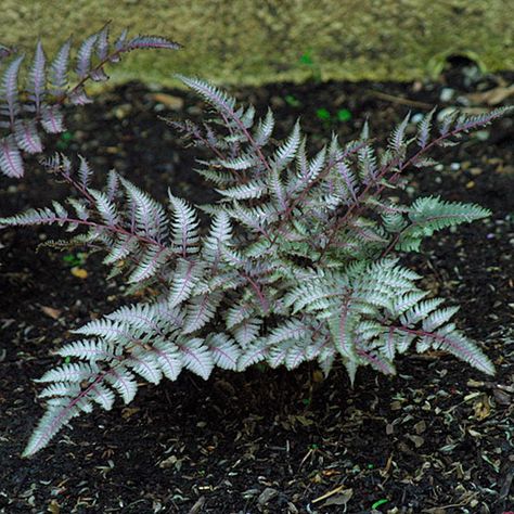 Athyrium niponicum “Pictum” fern has cool, grey-green, almost silvery, foliage and reddish-purple stalks that are useful for brightening dark spots in borders. (dog safe) Athyrium Niponicum, Shady Plants, Pink Dogwood Tree, Painted Fern, Fern Gully, Japanese Painted Fern, Pond Garden, Ferns Garden, Shade Gardens