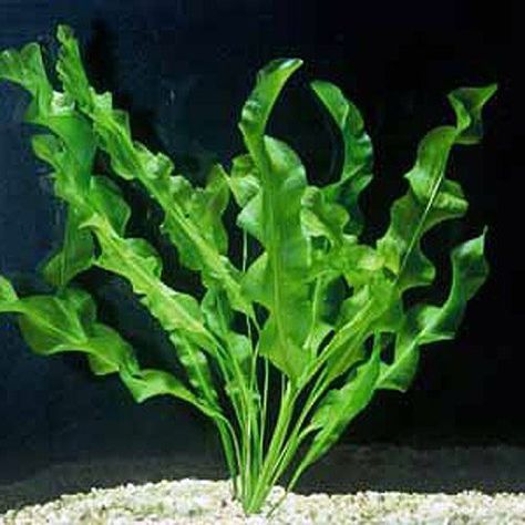 Fish References, Freshwater Plants, Ocean Plants, Freshwater Aquarium Plants, Interesting Plants, Aquatic Garden, Growing Bulbs, Live Aquarium Plants, Planted Tank