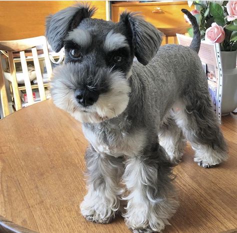 Female Miniature Schnauzer Haircut, Mini Schnauzer Teddy Bear Haircut, Miniature Schnauzer Grooming, Miniature Schnauzer Haircut, Schnauzer Grooming Styles, Mini Schnauzer Grooming Haircuts, Schnauzer Cut, Dog Easter Basket, Schnauzer Grooming