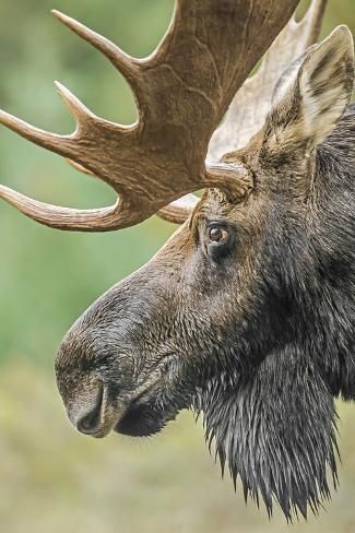 size: 12x8in Photographic Print: Moose (Alces alces) bull portrait, Baxter State Park, Maine, USA. by George Sanker : Bull Portrait, Moose Animal, Moose Pictures, Baxter State Park, Deer Species, Moose Head, North American Wildlife, Deer Photos, Bull Moose