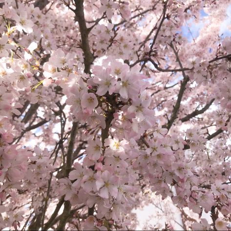 Kiss Pink, Soft Pink Theme, Cherry Blossom Branch, Pink Aura, Nothing But Flowers, Japan Aesthetic, Pastel Pink Aesthetic, Pink Themes, Japanese Aesthetic