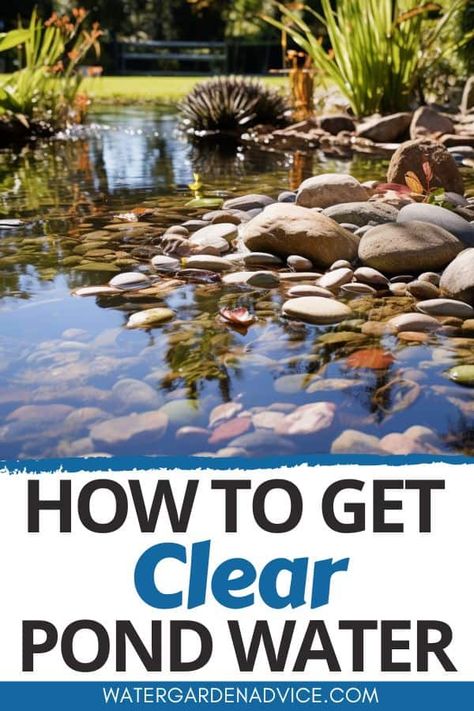 How To Keep Pond Water Clear - Water Garden Advice How To Keep Pond Water Clear Naturally, Wildlife Ponds For Small Gardens, Clear Pond Water, Small Garden Pond, Allotment Planning, Pond Spitters, Pond Ecosystem, Koi Pond Backyard, Clear Pond