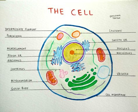 The cell structure. Organelles. Watercolor. Kateryna Tonyuk Cell Structure Drawing, Human Cell Project Ideas, Cell Project Ideas Models, Cell Project Ideas, Models Drawing, Vet Nursing, Structure Drawing, Cell Project, Human Cell