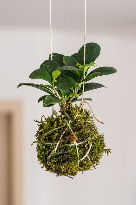 DIY Kokedama: How to Make a Japanese Moss Ball Planter #mccabeslandscape #kokedama Japanese Moss Balls, Japanese Plants, Types Of Moss, String Garden, Moss Ball, Plant Help, Lucky Bamboo, Landscape Construction, Moss Balls