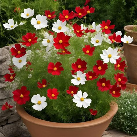 Cosmos Plant Cosmos Plant, Green House, Cosmos, House Plants, Beautiful Flowers, Plants, Flowers, Green, Quick Saves