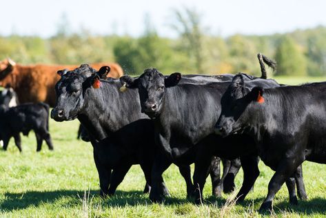 Greenhouse gas is only part of the puzzle Angus Cows, Black Angus Cattle, Angus Cattle, Aberdeen Angus, Crop Farming, Livestock Farming, Meat Alternatives, Down On The Farm, How To Eat Less