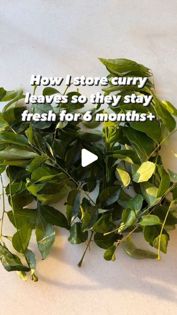 Dhara on Instagram: "How I store curry leaves for 6 months🌿

My curry leaves always end up going brown/black in the fridge so I tried this hack, and have since then continued storing curry leaves this way! Fresh curry leaves every time. 

Sometimes I can’t find fresh curry leaves at stores especially during winter so this hack allows me to have them on hand always💚

Share this hack with your family/friends and follow @twinsbymyside for more

.
.
.
.
.
.
.
curry leaves, kadipatta, green herb storage, hacks, food hacks, coriander storage, curry leaves storage, storage hacks 

#coriander #curryleaves #curryleaf #currylovers #explore #foodhacks #basil #explorepage #foodstorage #foodstoragetips #nowaste #kitchenhacks #mintleaves #healthyfood" Leaves Storage, How To Make Curry, Herb Storage, Go Browns, Green Curry, Coriander Leaves, No Waste, Curry Leaves, Storage Hacks