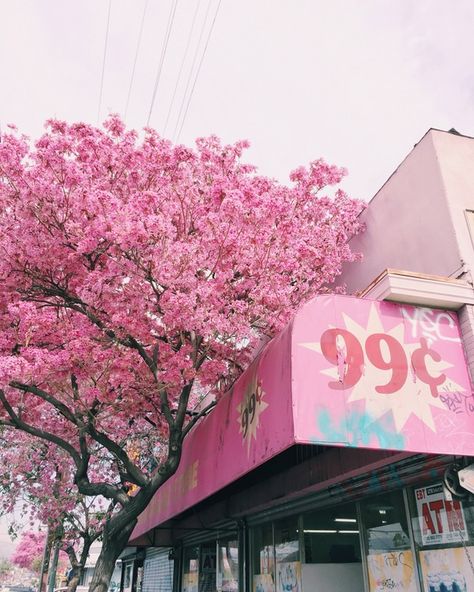 Store Awning, Tree With Pink Flowers, Studying Music, Pink Flowering Trees, 99 Cent Store, Music For Studying, Passion Project, Music Business, Community Manager