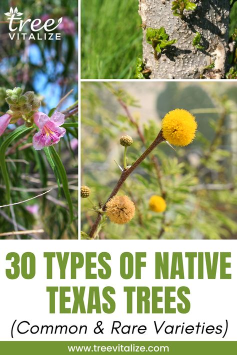 30 Types of Native Texas Trees (Common & Rare Varieties) Texas Native Trees, Texas Native Plants Landscaping, Tree Leaf Identification, Texas Trees, Native Plant Landscape, Mesquite Tree, Leaf Identification, Texas Landscaping, Texas Plants