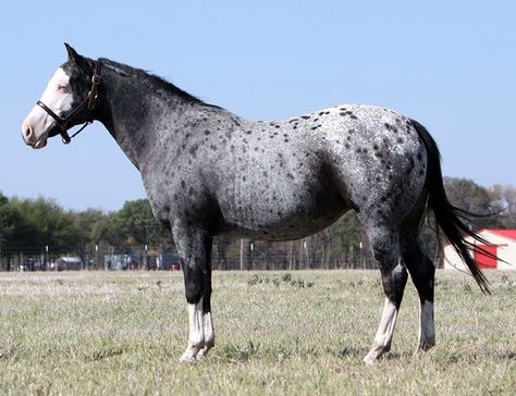 blue roan appaloosa White Appaloosa, Roan Appaloosa, Horses Appaloosa, Unique Horses, Bald Face, Leopard Appaloosa, Weird Colors, Double M, Amazing Horses