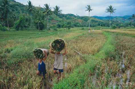 Philippines. Negros Island. Province of Negros Occidental, located in the Western Visayas region. Barangay (village) Camao. Two children, young boys, carry on their heads harvested organic rice in the fields. Child labor. Terrace cultivation. Rice growing. Sustainable agriculture. © 1999 Didier Ruef Western Visayas, Village Girl, Organic Rice, Sustainable Agriculture, Village Life, Organic Farming, Southeast Asia, Agriculture, Places To Travel