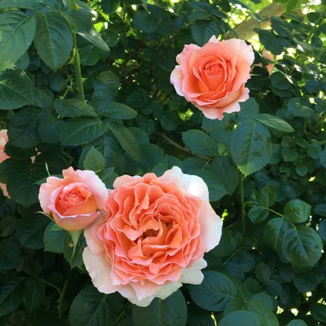 Patina Farm: Polka Rose by Front Gate Huntington Rose, Alnwick Rose, Ambridge Rose, Polka Rose, Wall Climbing Plants, California Country, Garden Orchard, Brooke Giannetti, Gertrude Jekyll