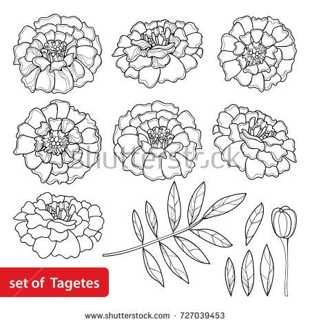 Cempasuchil arts and crafts Day Of The Dead Flowers Drawings, Marigold Flower Drawing, Tagetes Flowers, Botanical Mandala, Flor Tattoo, Mexican Day Of The Dead, Mexican Flowers, Music Drawings, Handmade Stamps